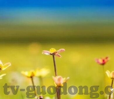 成人免费视频中午字幕-成人内容与网络伦理，午间字幕的边界探讨