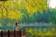 麻豆传媒md-麻豆传媒MD在数字文化传播中的新风貌